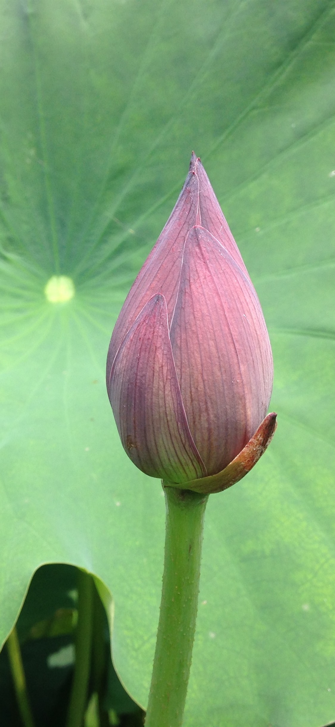 Iphone Wallpaper Pink Lotus Flower Bud Close-up - Sacred Lotus - HD Wallpaper 