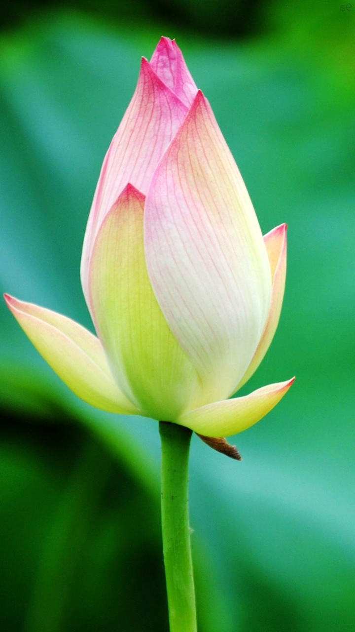 Hoped Macro Wallpaper Note 10 Pro S11 Iphone 11 - Sacred Lotus - HD Wallpaper 