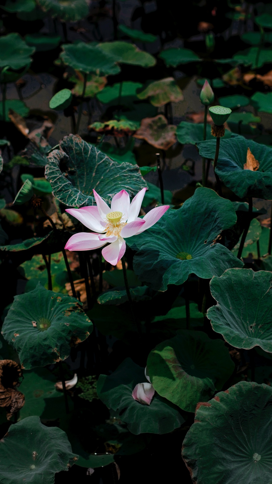 Wallpaper Lotus, Flower, Leaves, Lake - 4k Wallpaper Lotus Flowers - 938x1668 Wallpaper Wallpaper Lotus, Flower, Leaves, Lake - 4k Wallpaper Lotus Flowers - 938x1668 Wallpaper