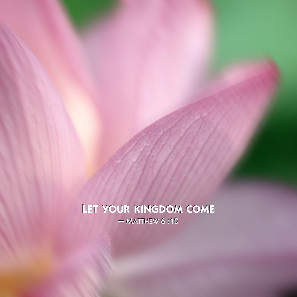 Flower Wallpaper For Ipad Lotus - HD Wallpaper 