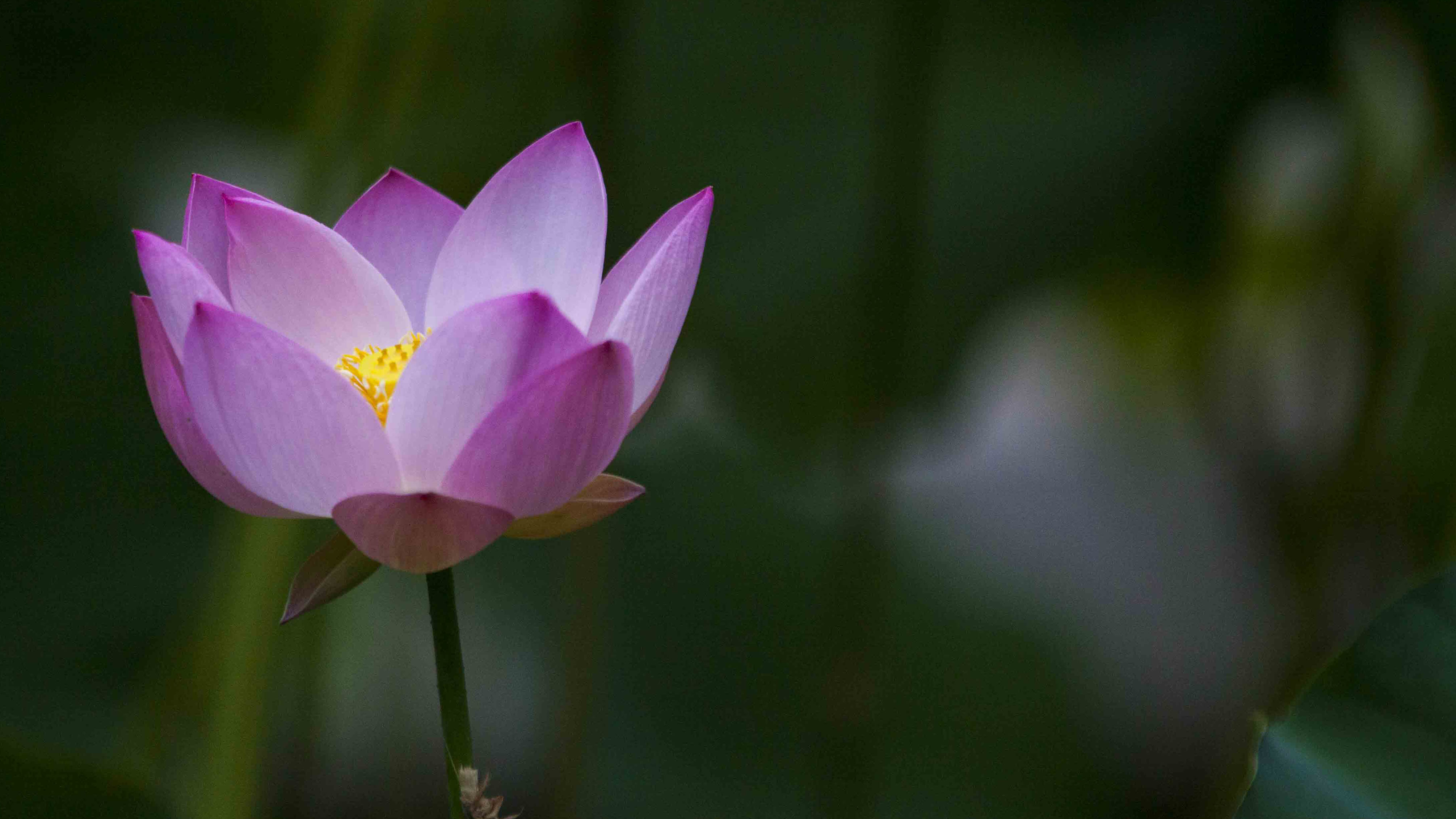 Purple Lotus Flower Picture Iphone - Lotus Flower Hi Res - HD Wallpaper 