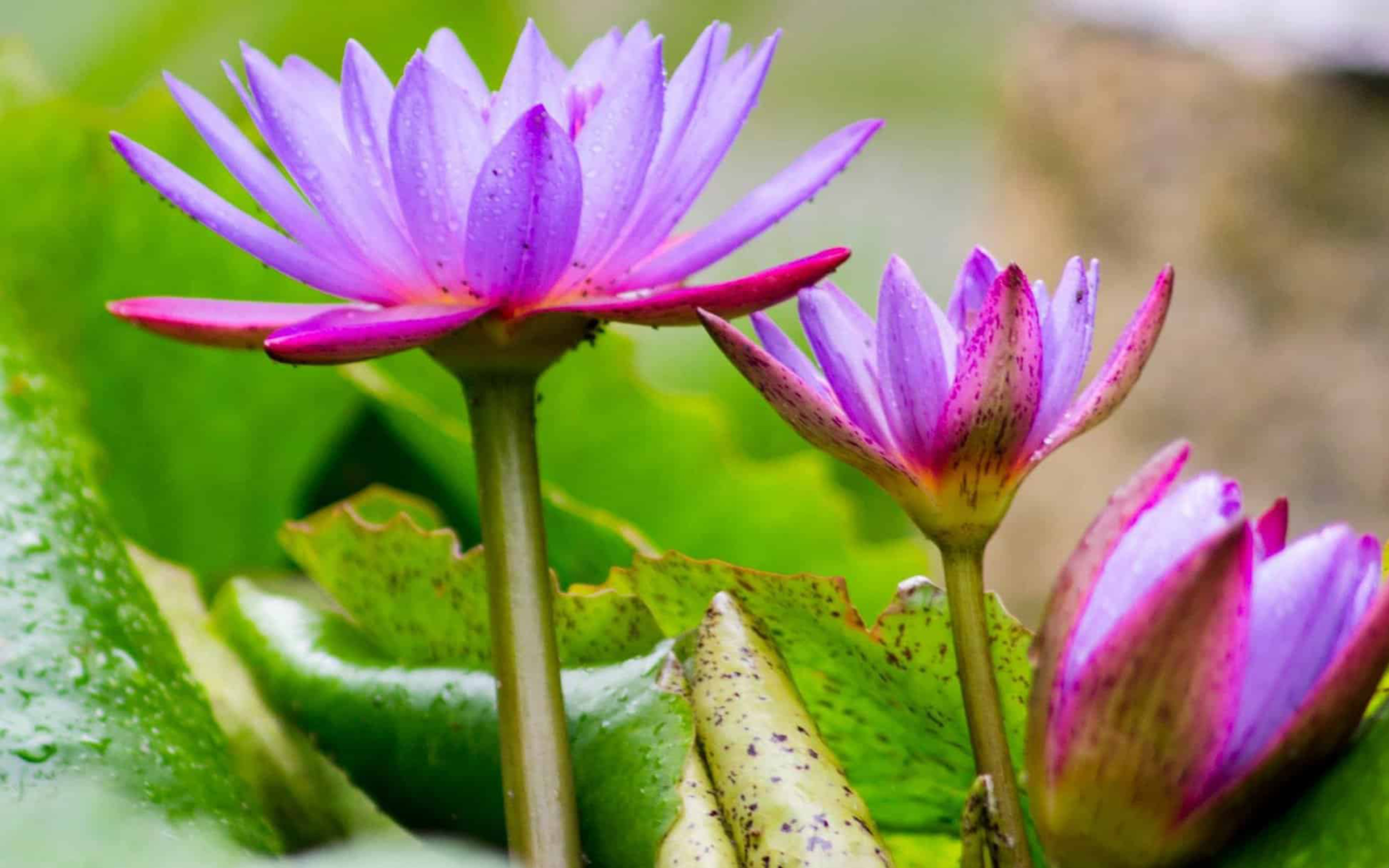 Girl With Waterlily - HD Wallpaper 