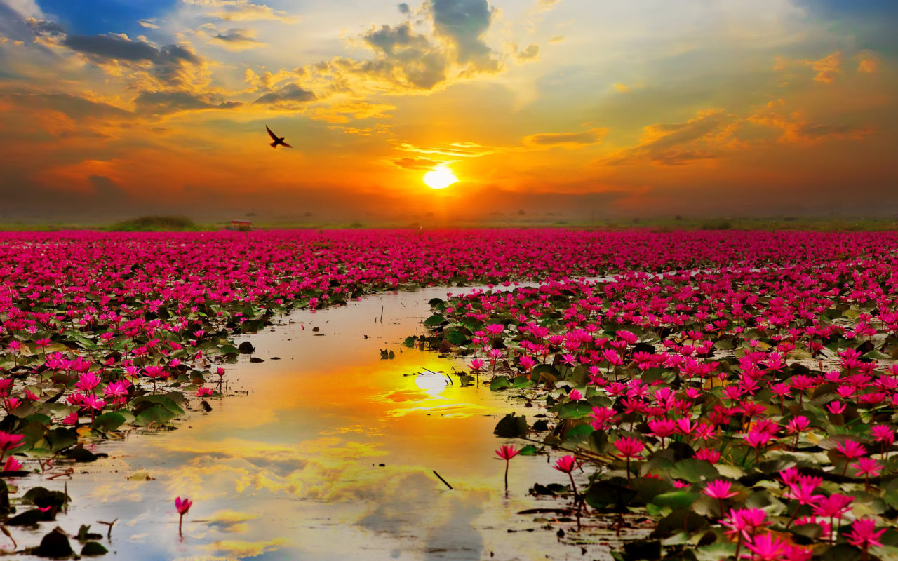 Lotus Sunrise Beautiful Flowers - HD Wallpaper 
