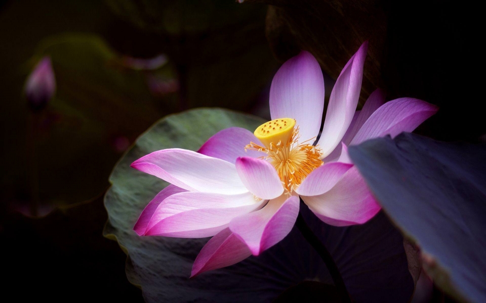 Sacred Lotus - 960x600 Wallpaper - teahub.io