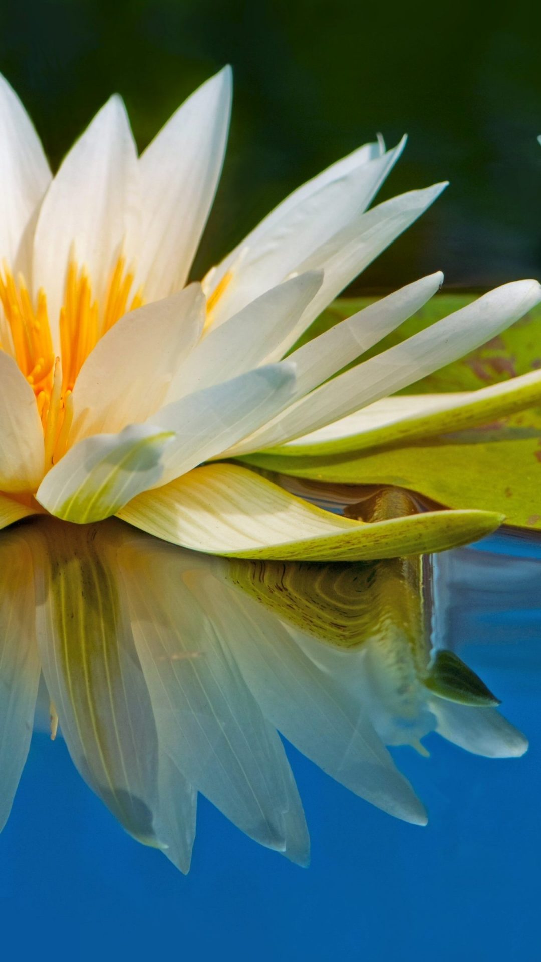Profile Pictures Water Lily - HD Wallpaper 