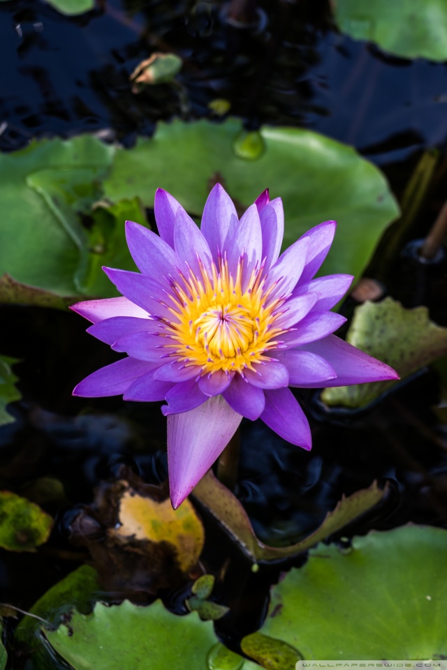 Lotus Hd - HD Wallpaper 