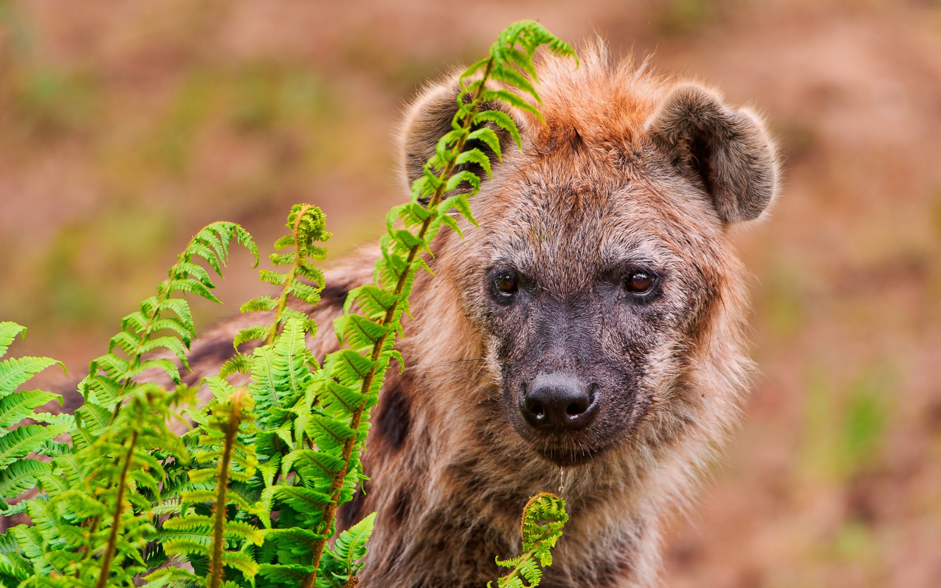Hyena Behind The Plants - Spotted Hyena - HD Wallpaper 
