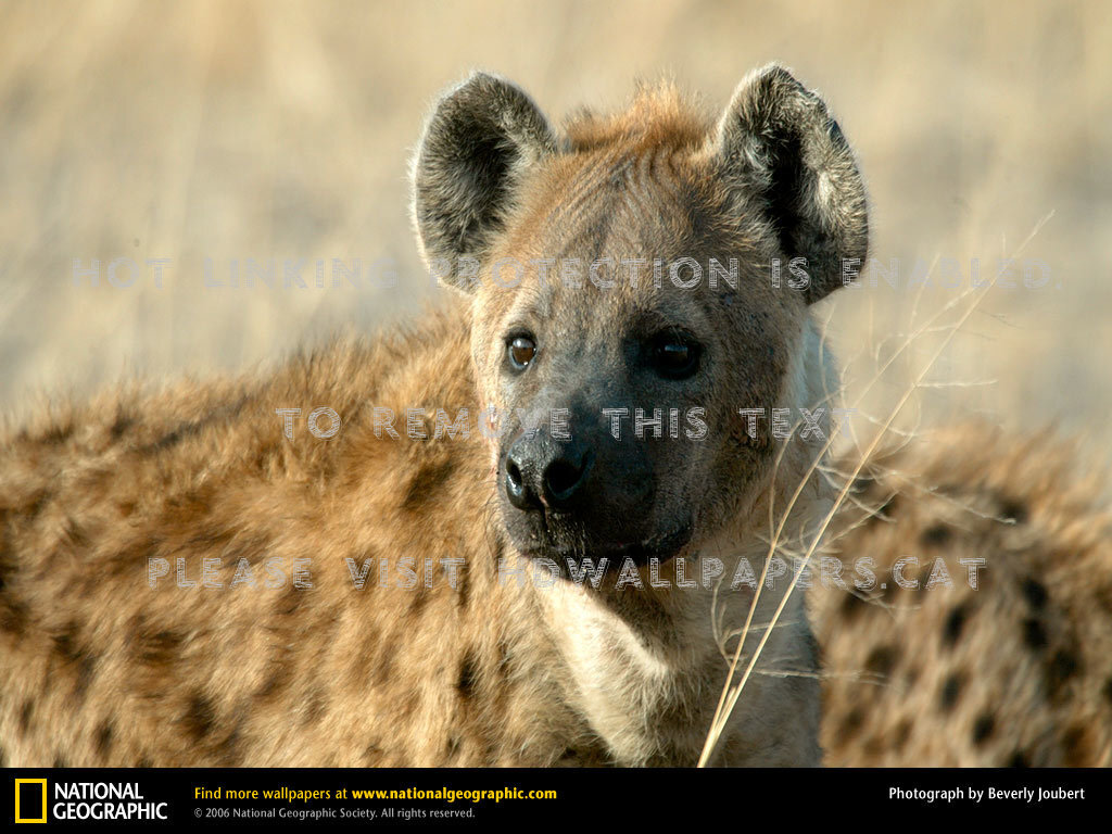 Hyena African Scavenger Fierce Wild Beast - Spotted Hyena - HD Wallpaper 