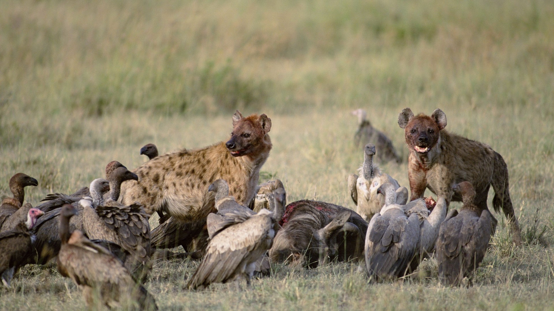 Vultures And Hyenas Prey - Vultures And Hyenas - 1920x1080 Wallpaper