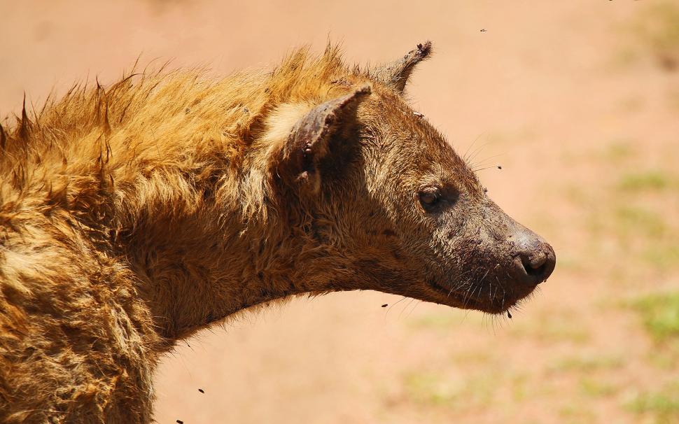 Hyena Hd Wallpaper,animals Hd Wallpaper,hyena Hd Wallpaper,1920x1200 - Grizzly Bear - HD Wallpaper 