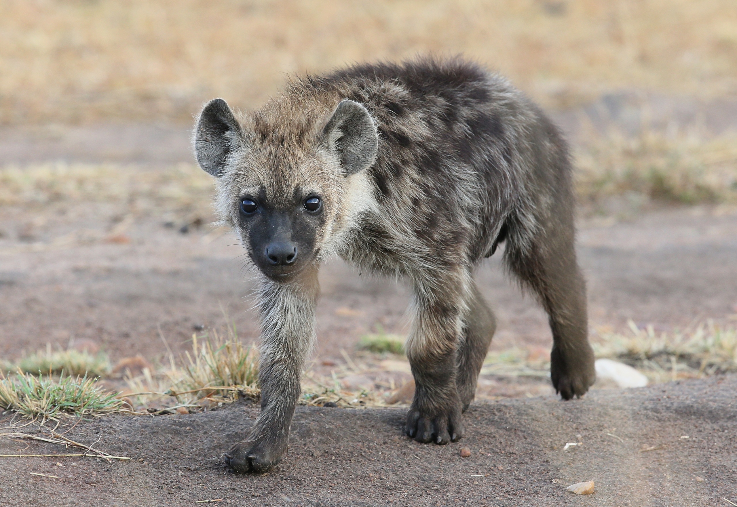 Spotted Hyena - HD Wallpaper 