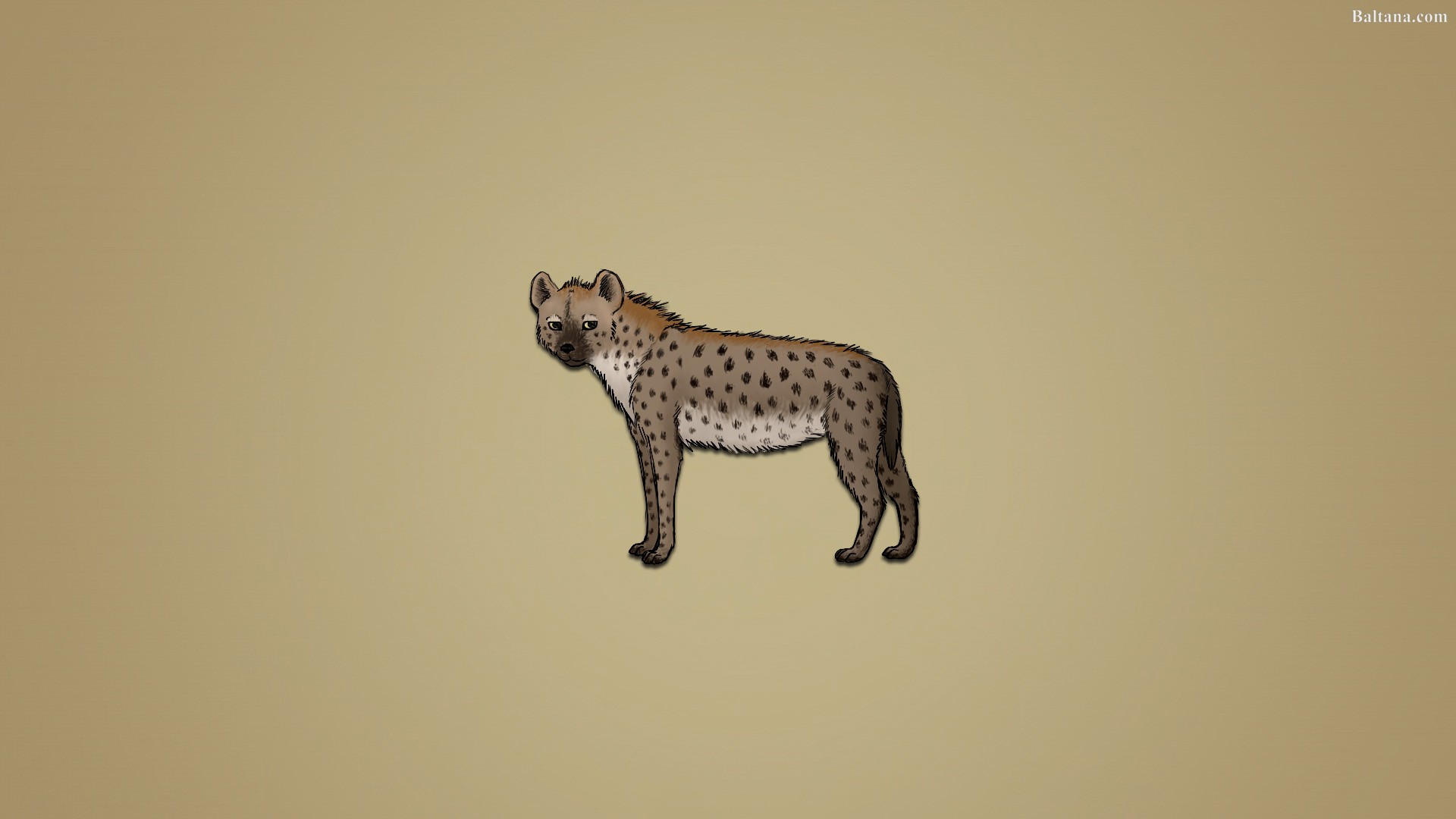 Hyena Widescreen Wallpapers - Cheetah - HD Wallpaper 