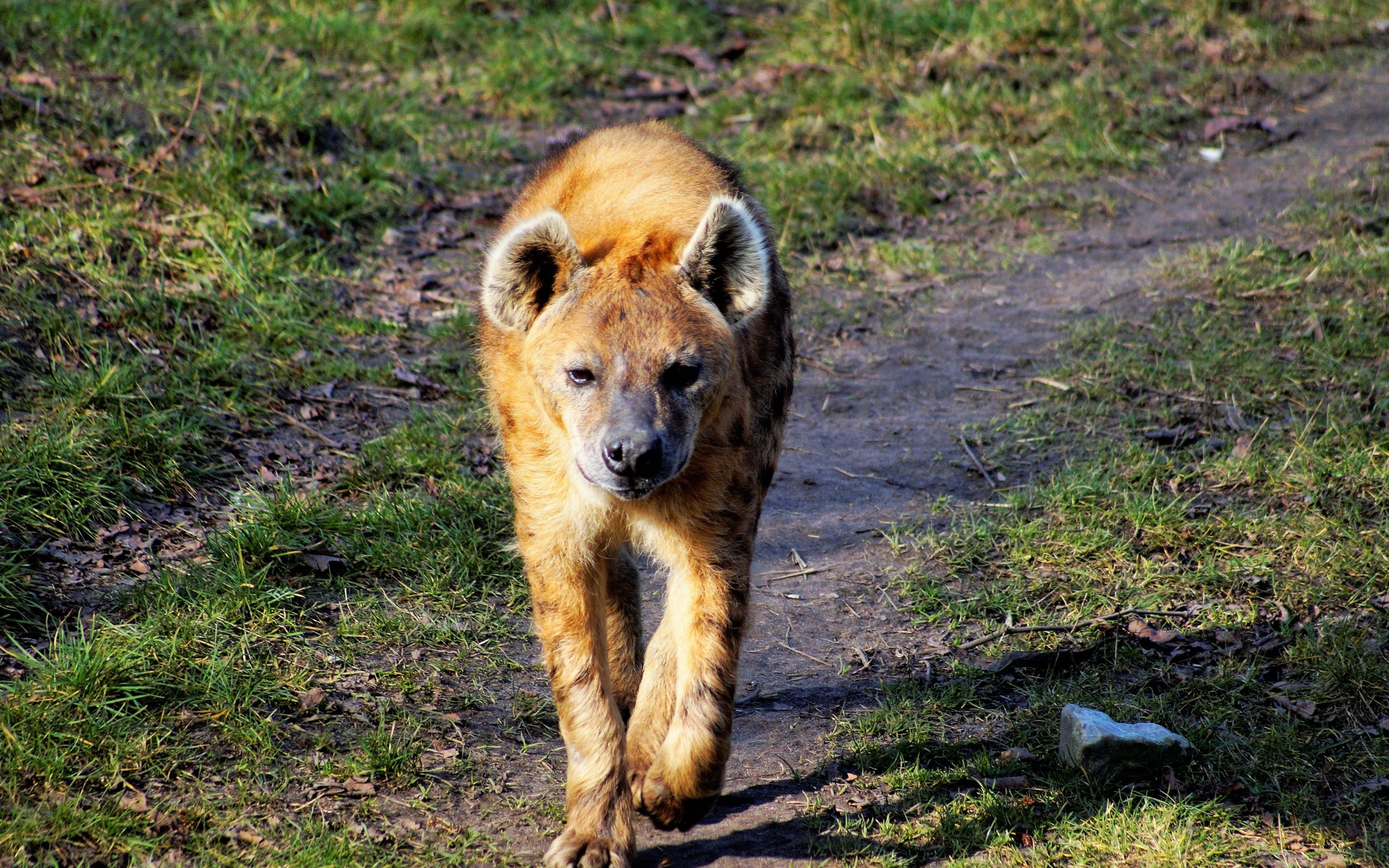 Hyena 5k - HD Wallpaper 