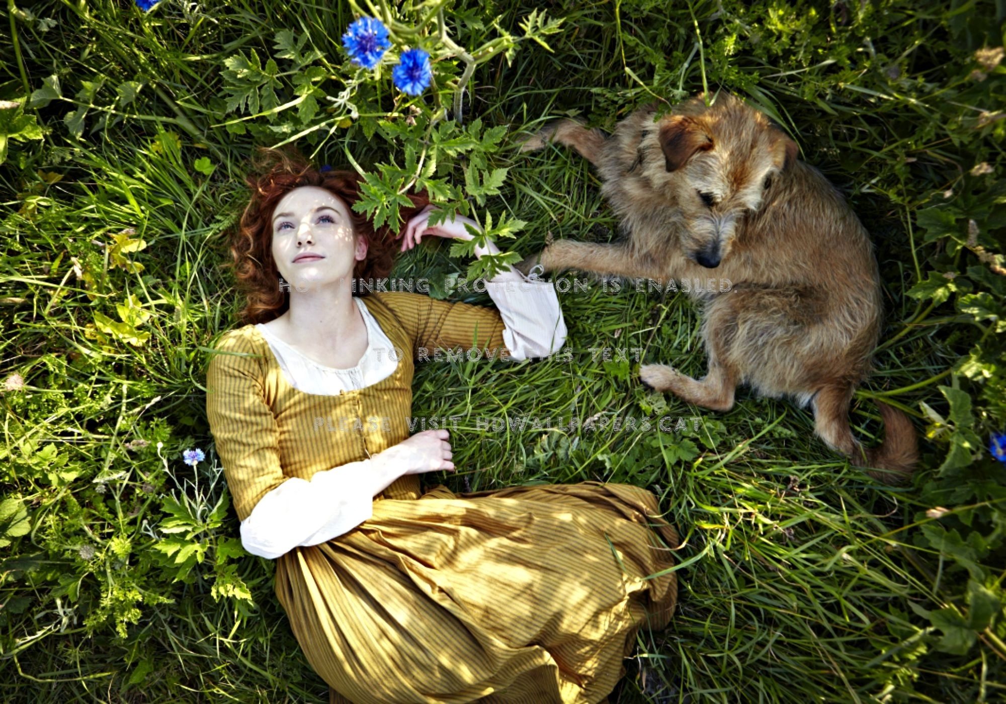 Poldark Redhead Green Yellow Grass - Demelza Poldark Dog - HD Wallpaper 