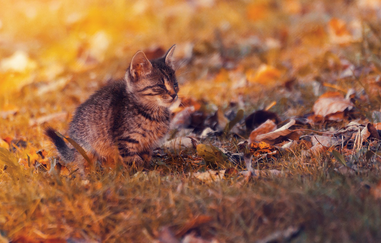 Photo Wallpaper Sunset, Cat, Autumn, Lazy - Autumn Landscape Cat - HD Wallpaper 