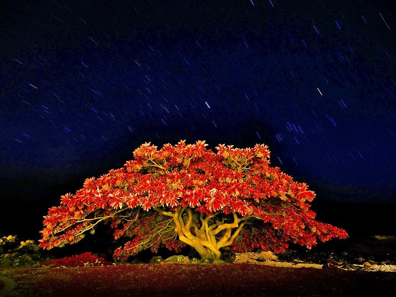Autumn Tree & Meteor Shower Wallpaper - Autumn Meteor Shower - HD Wallpaper 