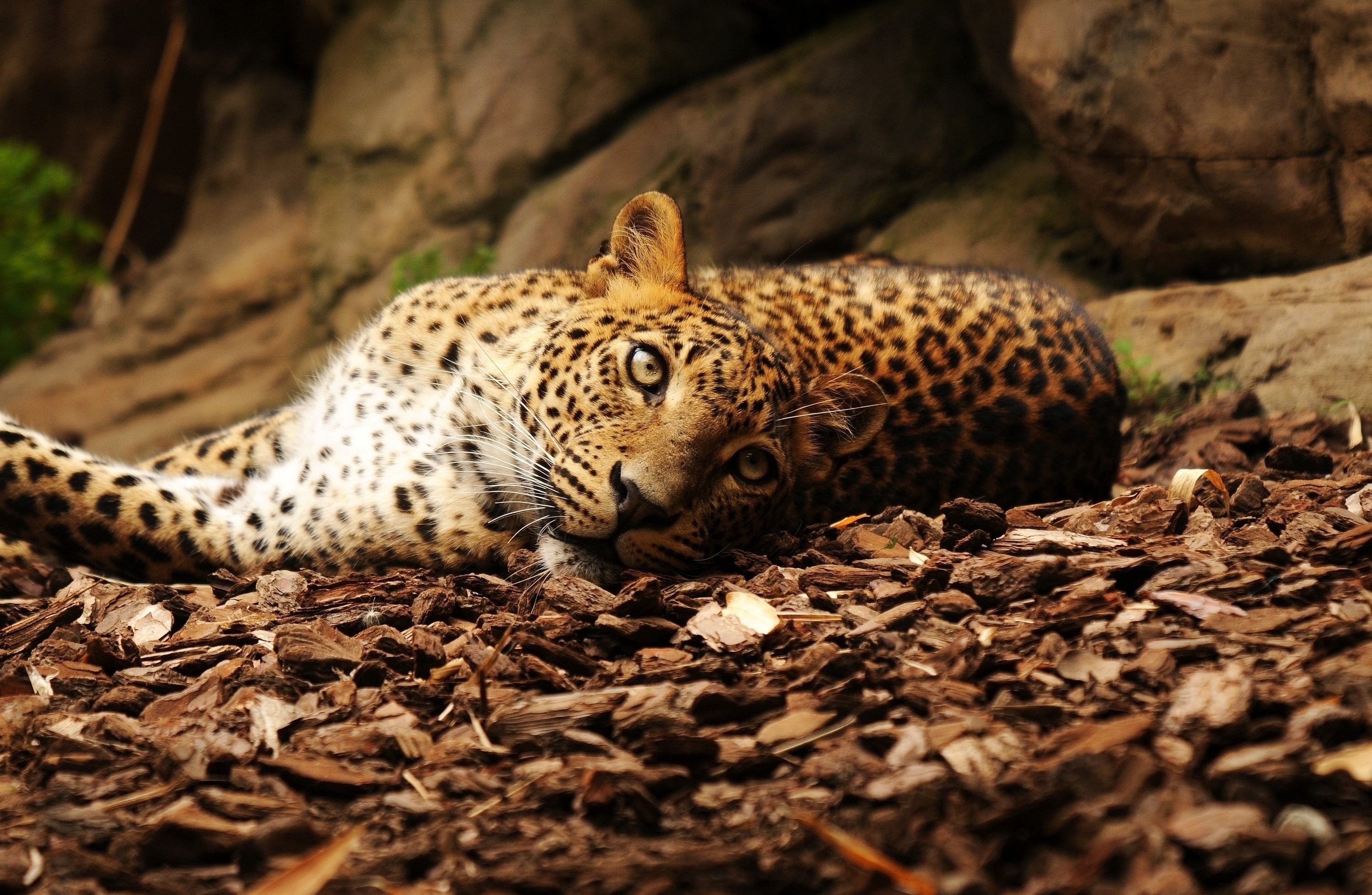 Leopard Wallpaper - Hd Images 2 Mb - HD Wallpaper 