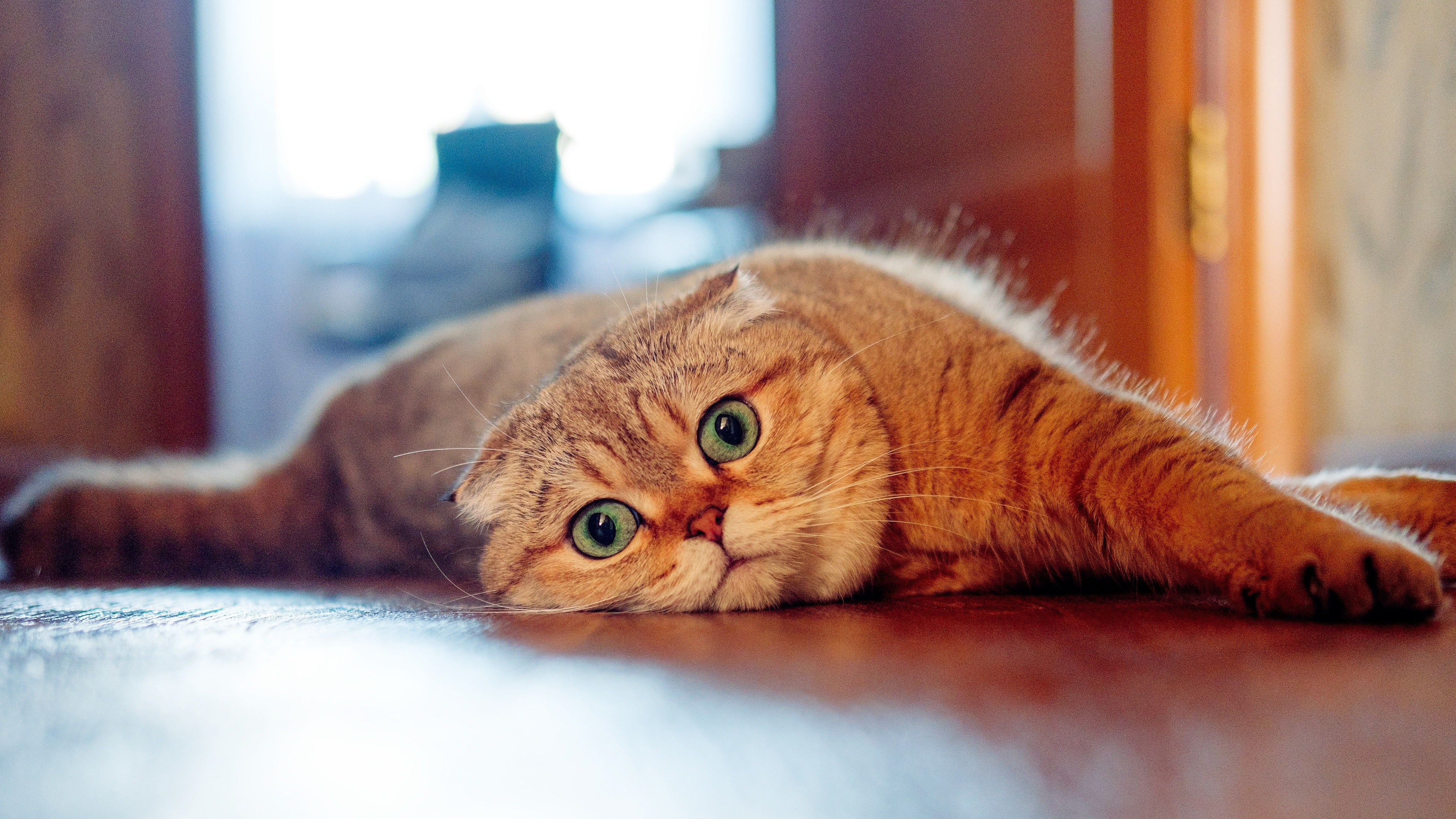 Wallpaper Scottish Fold Cat, Look, Lazy - Orange Scottish Fold Green Eyes - HD Wallpaper 