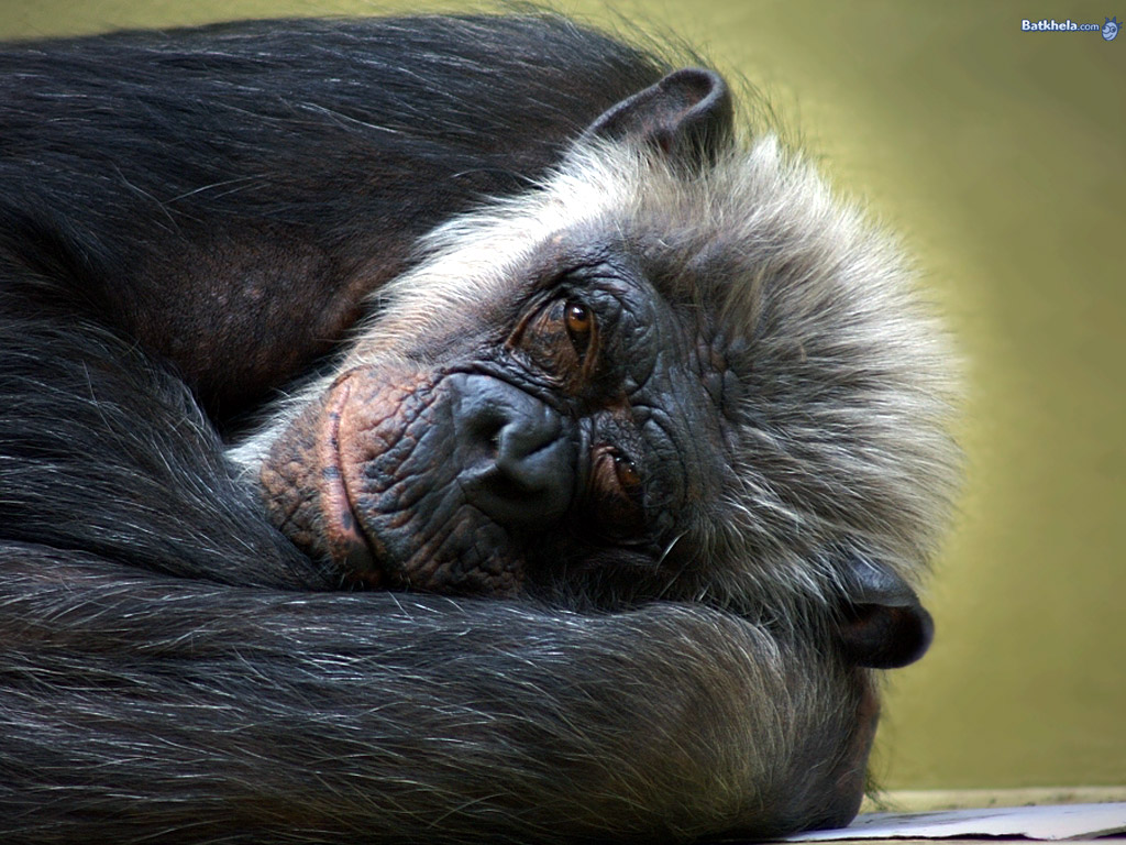 Monos Tristes - HD Wallpaper 