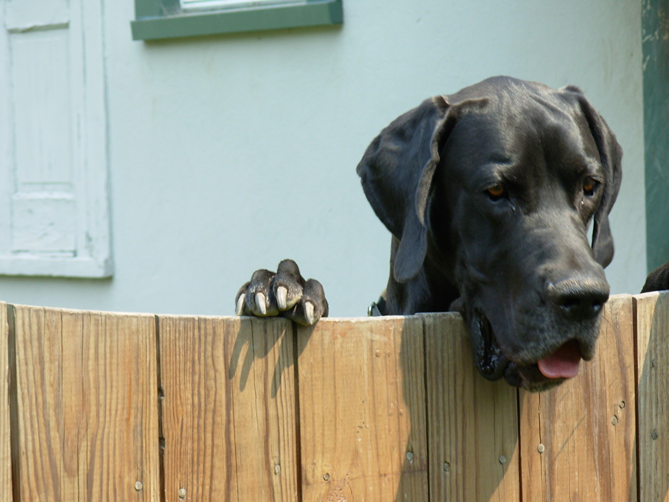 Great Dane Fence 1365x1024 Wallpaper teahub.io