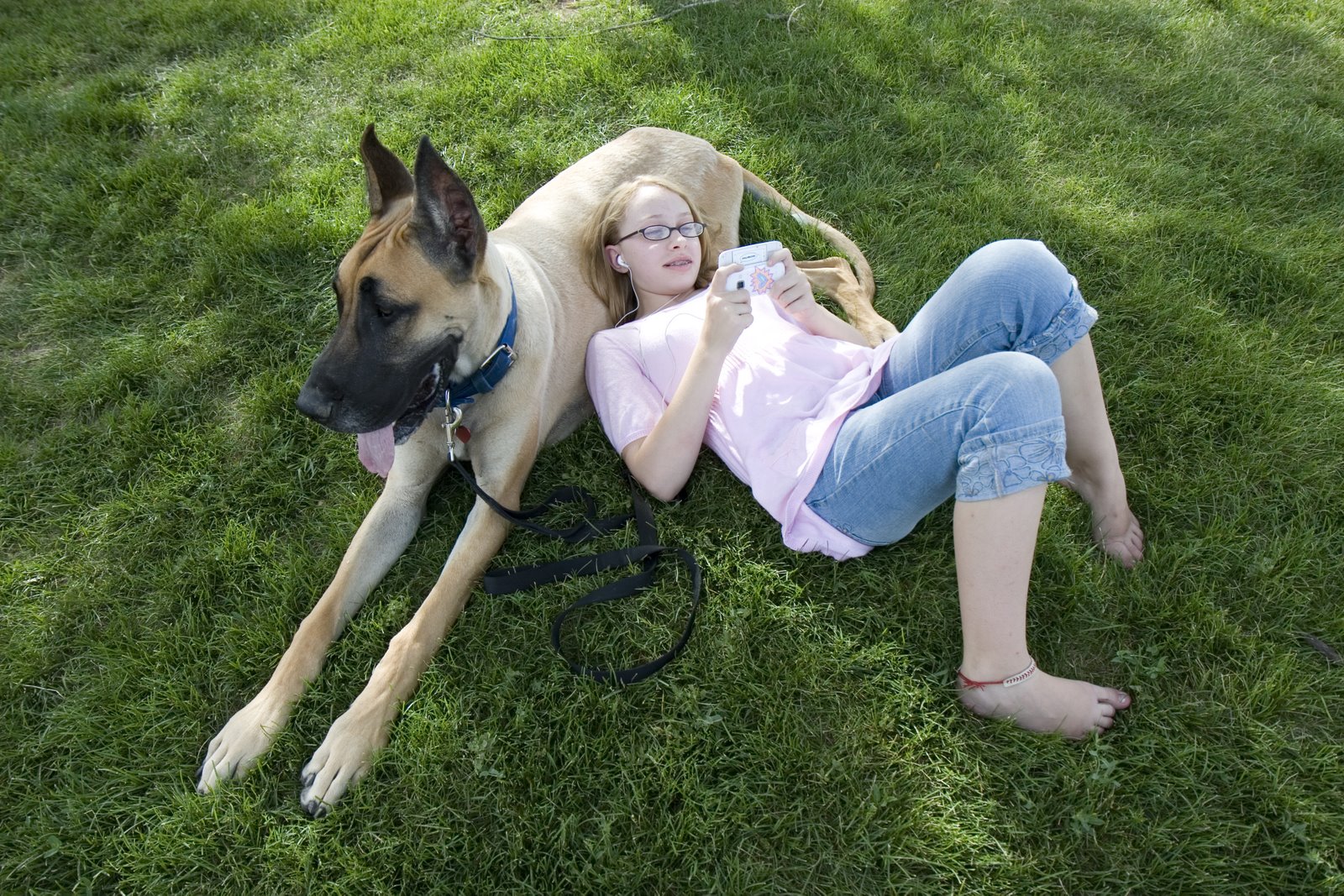 Great Dane - HD Wallpaper 