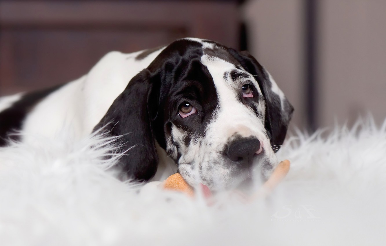 Photo Wallpaper Look, Dog, Puppy, Face, Great Dane - Dalmatian - HD Wallpaper 