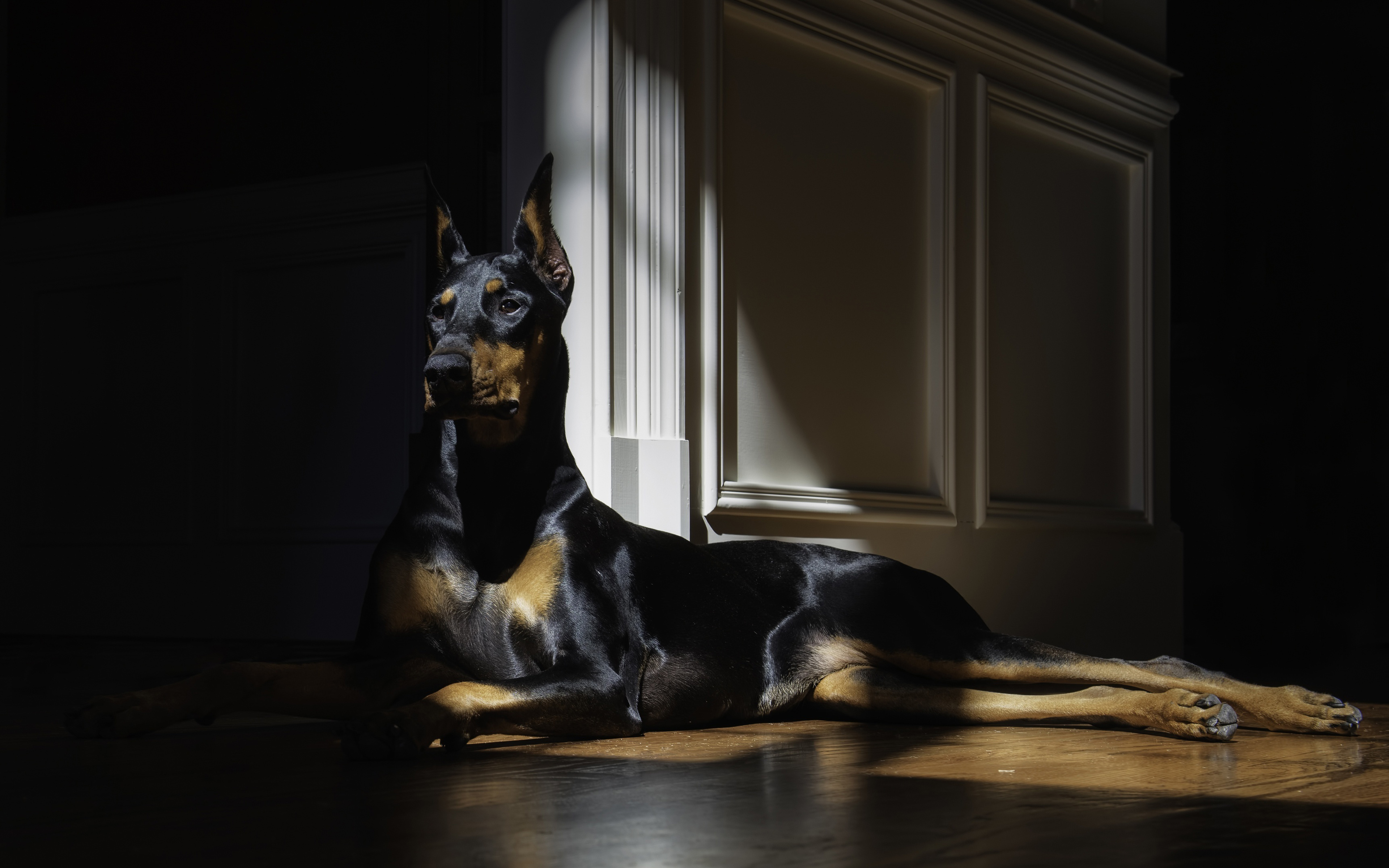 4k, Great Dane Dog, Pets, Dogs, Black Great Dane, Domestic - Обои Доберман На Заставку - HD Wallpaper 