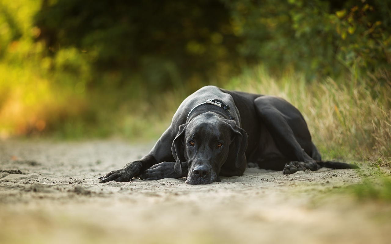 Great Dane - HD Wallpaper 
