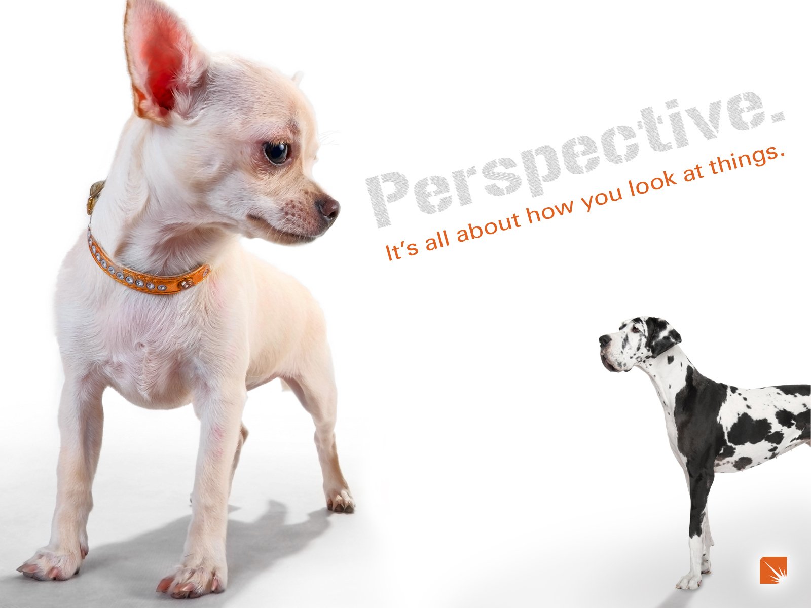 Chihuahua - HD Wallpaper 