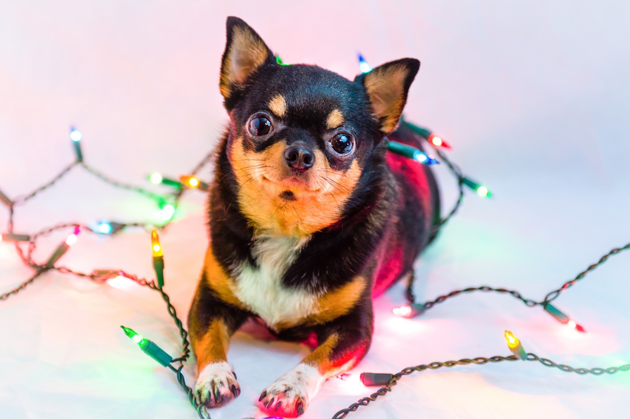 Free Desktop Backgrounds For Chihuahua, 305 Kb - Christmas Chihuahua Backgrounds - HD Wallpaper 