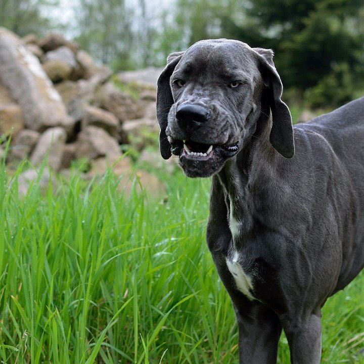 Great Dane Puppy - HD Wallpaper 