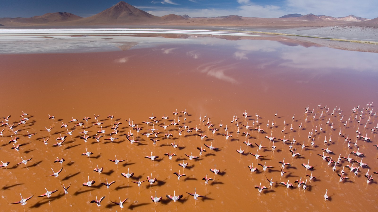 Flamingos On The Beach - Beautiful Pictures Of The Atacama Desert - HD Wallpaper 