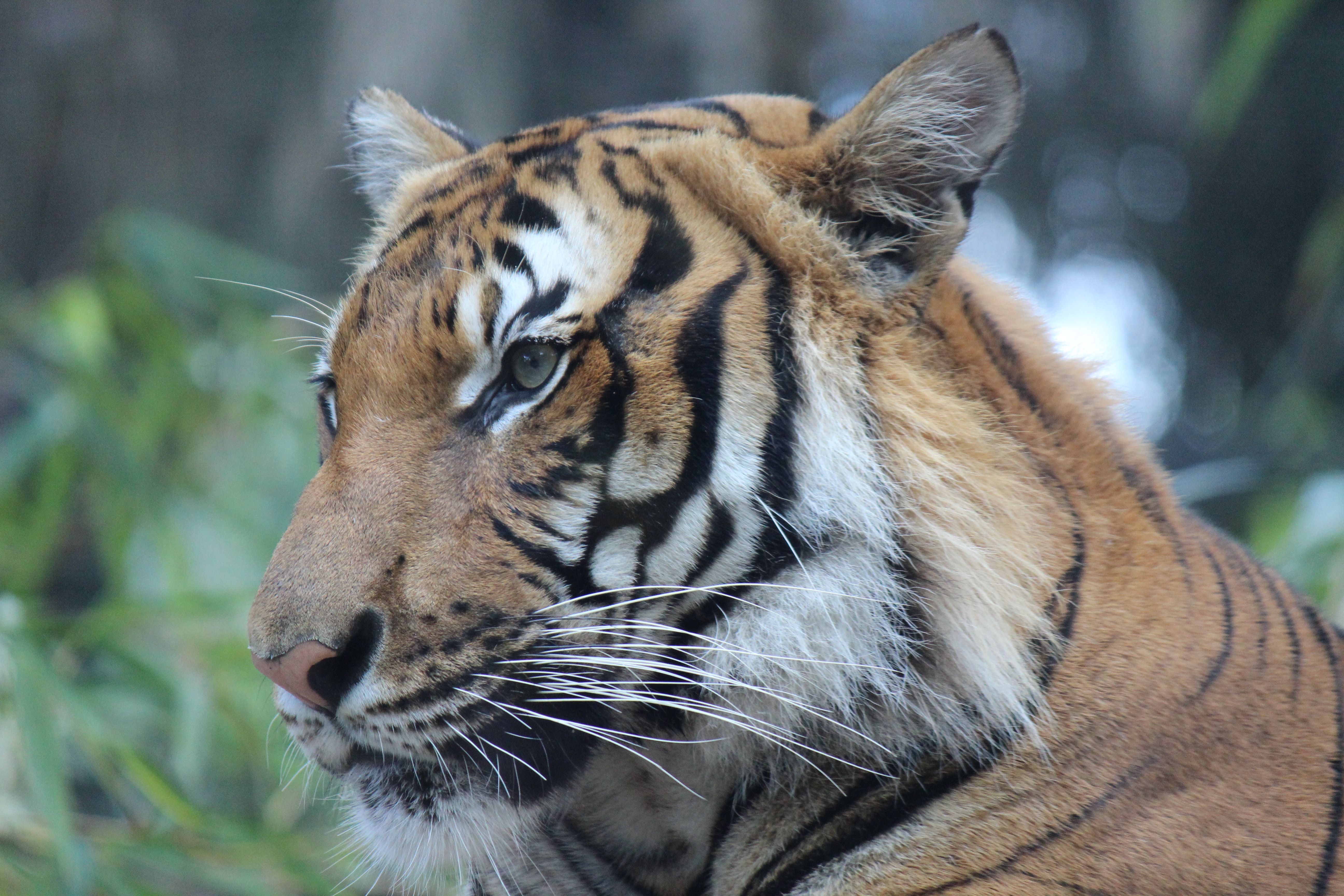 Siberian Tiger - HD Wallpaper 