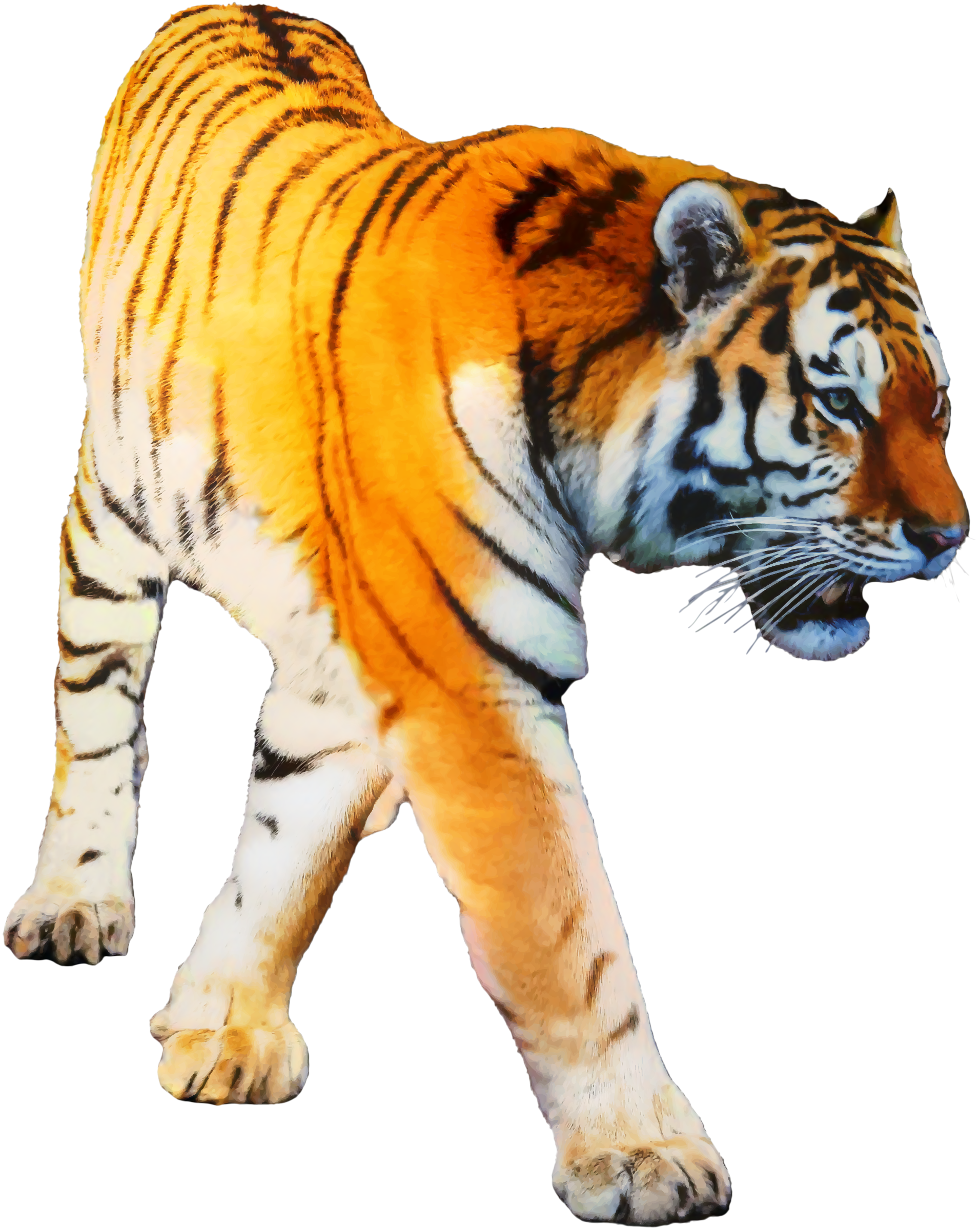 Tiger Portable Network Graphics Transparency Clip Art - Sumatran Tiger No Background - HD Wallpaper 