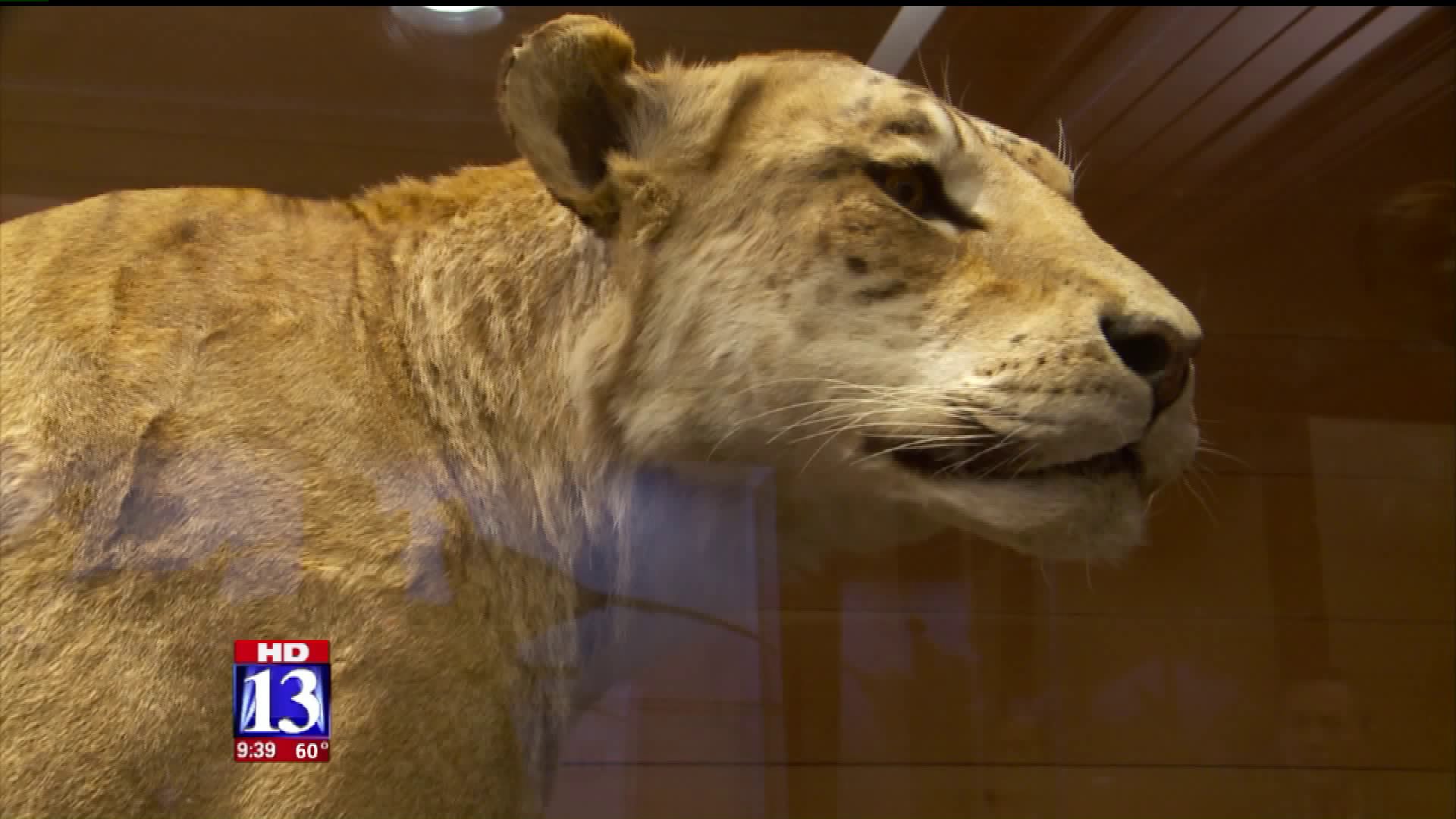 Items - [0] - Videotitle - Lion - HD Wallpaper 