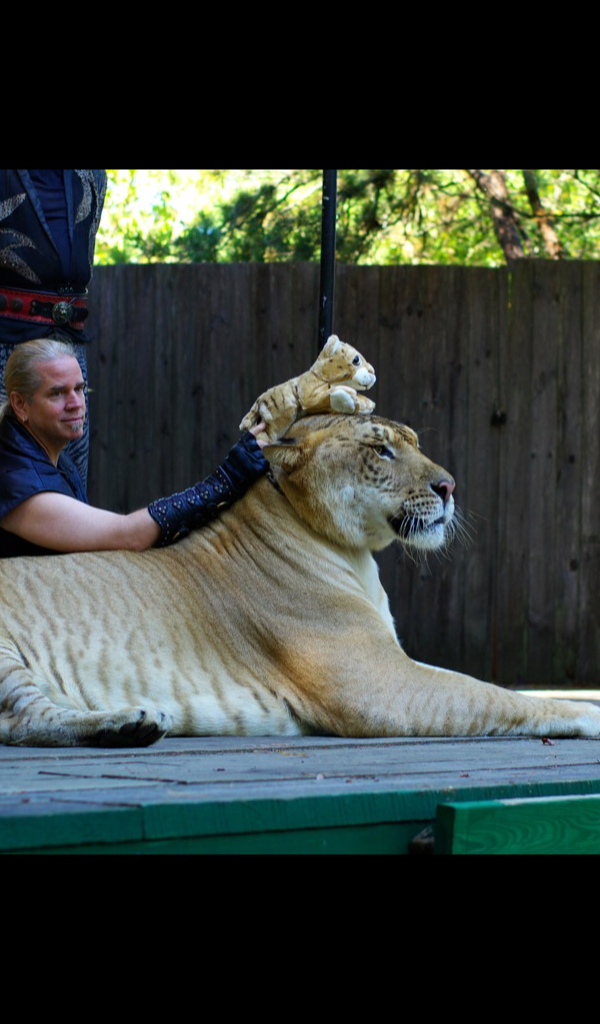 Ligre - HD Wallpaper 