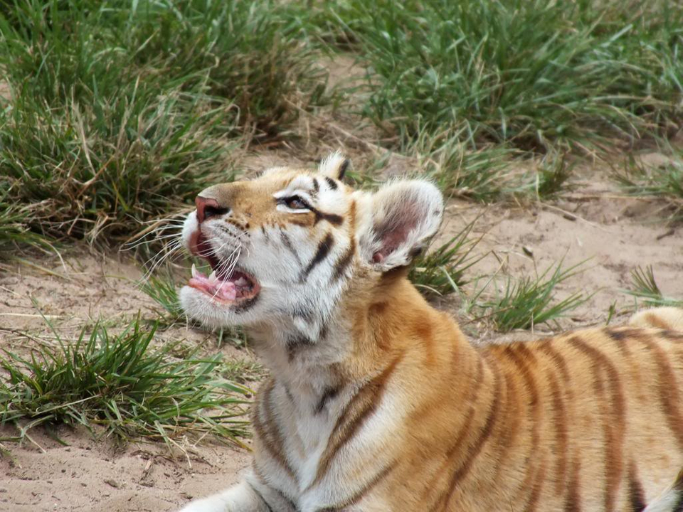 Siberian Tiger - HD Wallpaper 