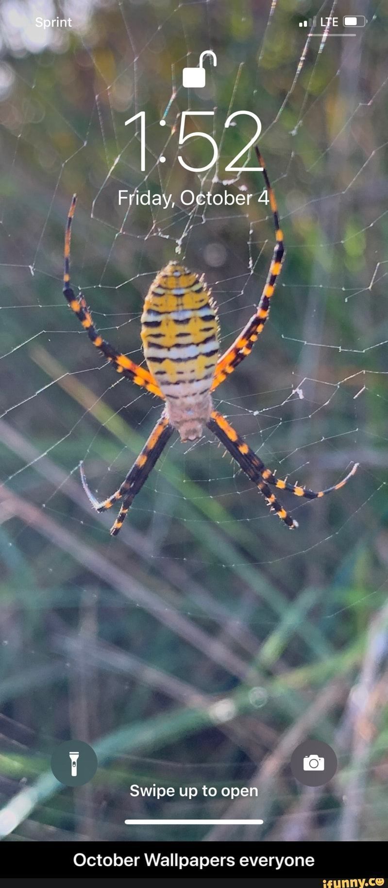 Meme Memes F2oskeb57 - Spider Web - HD Wallpaper 