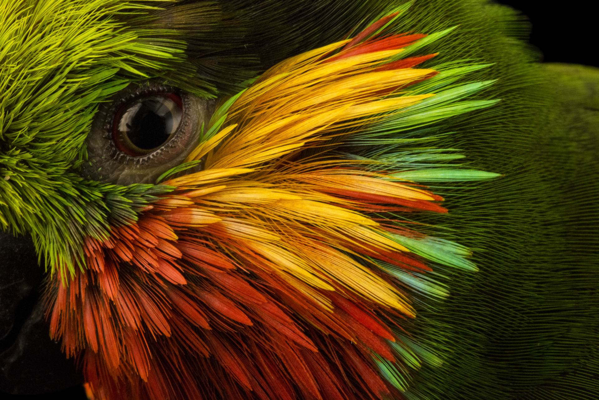 Edward S Fig Parrot At Loro Parque Fundacion - National Geographic Best Photos 2018 - HD Wallpaper 