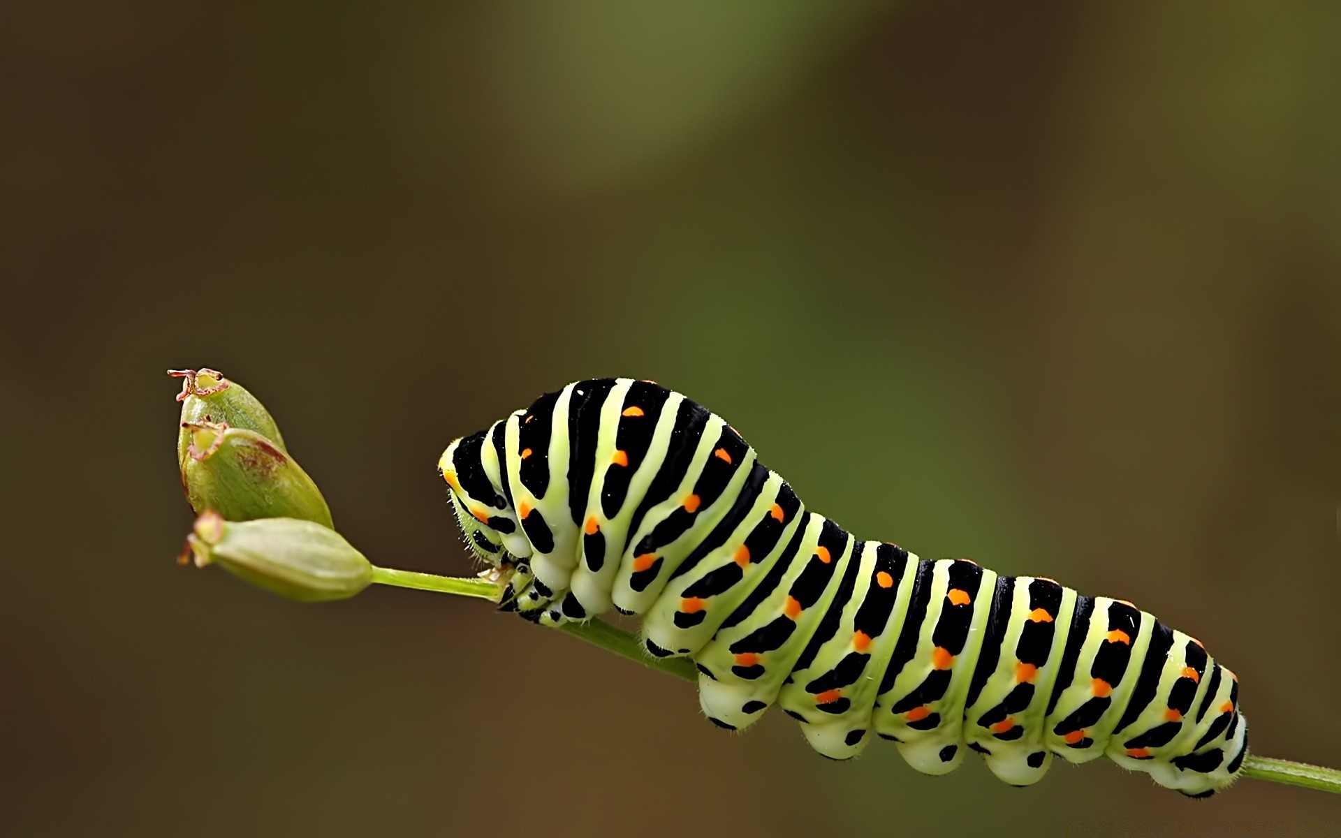 Insects Insect Caterpillar Butterfly Wildlife Invertebrate - Caterpillars Backgrounds - HD Wallpaper 