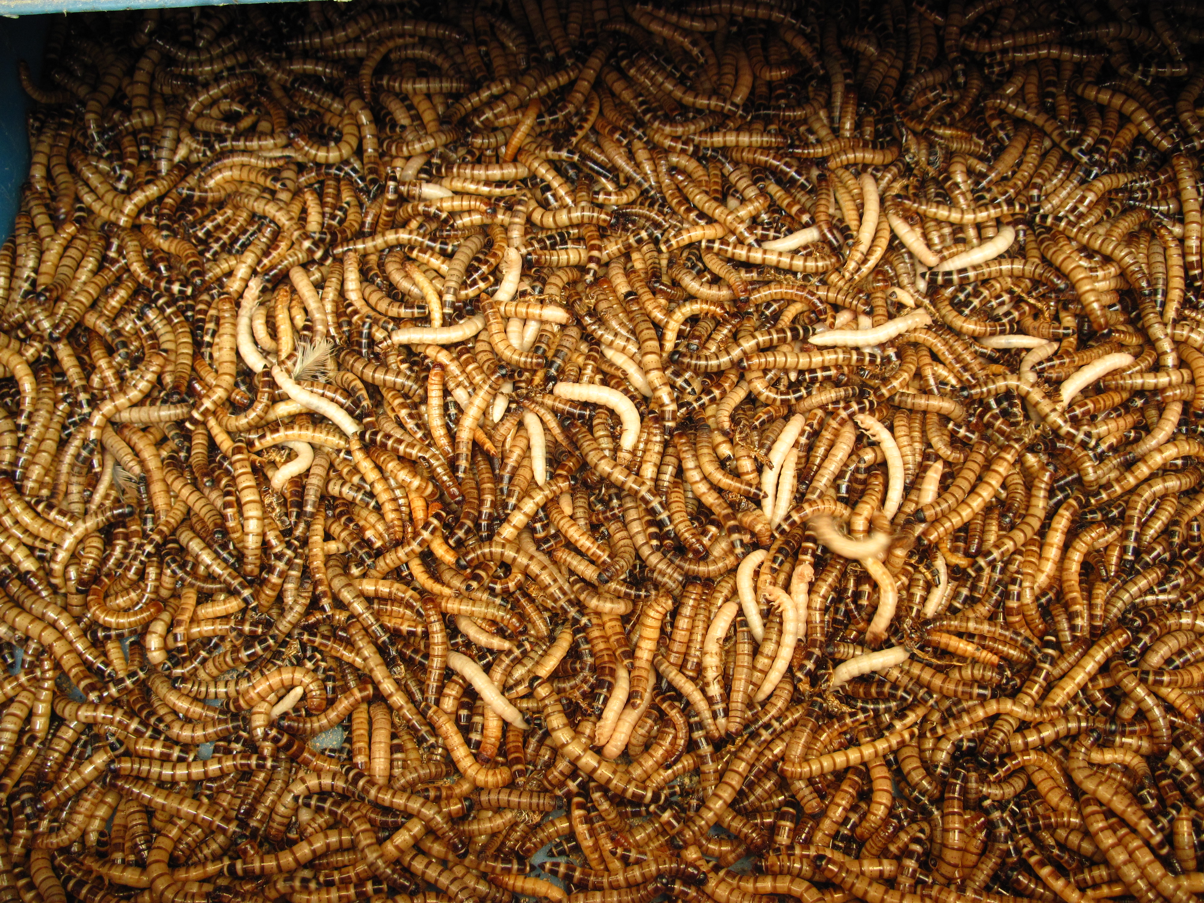 Maggots Hd - HD Wallpaper 