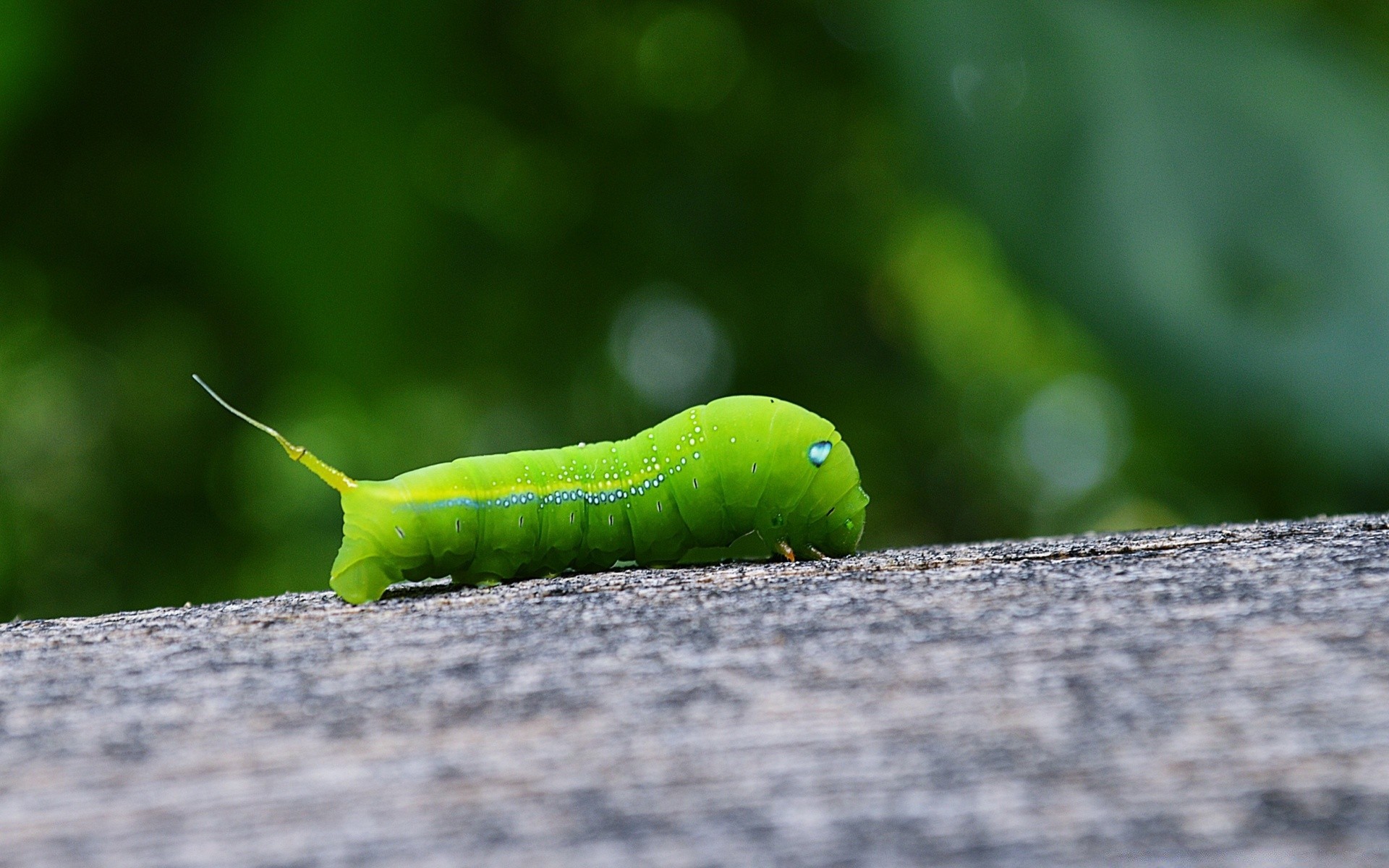 Insects Insect Caterpillar Larva Worm Nature Metamorphosis - انواع الديدان الخضراء - HD Wallpaper 