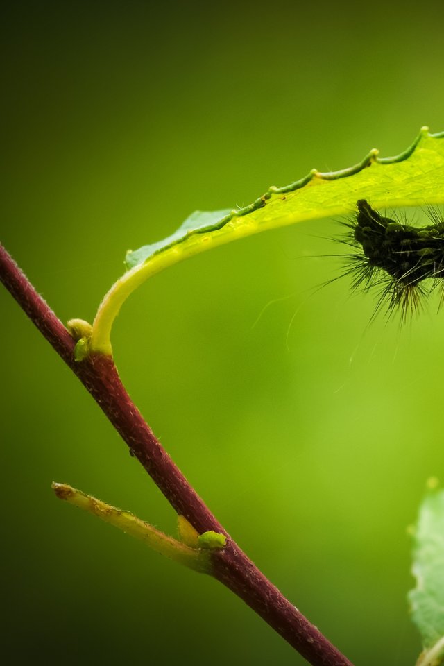 Caterpillar, Larva, Animal, Fauna, Nature, Hairy, Inch - Animales Nocivos Para Las Plantas - HD Wallpaper 