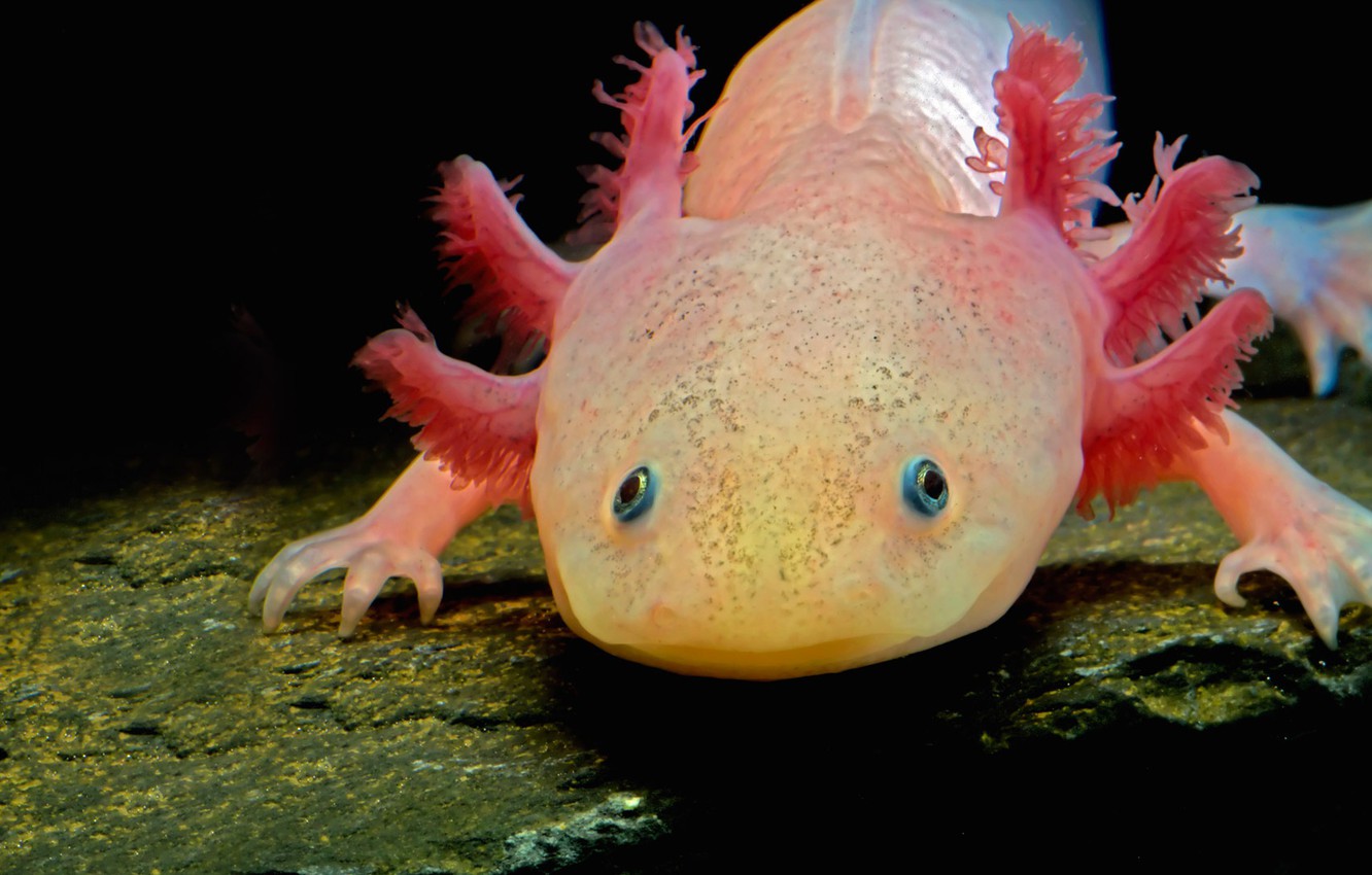 Photo Wallpaper The Larva, Amphibian, The Axolotl - Axolotl Animals - HD Wallpaper 