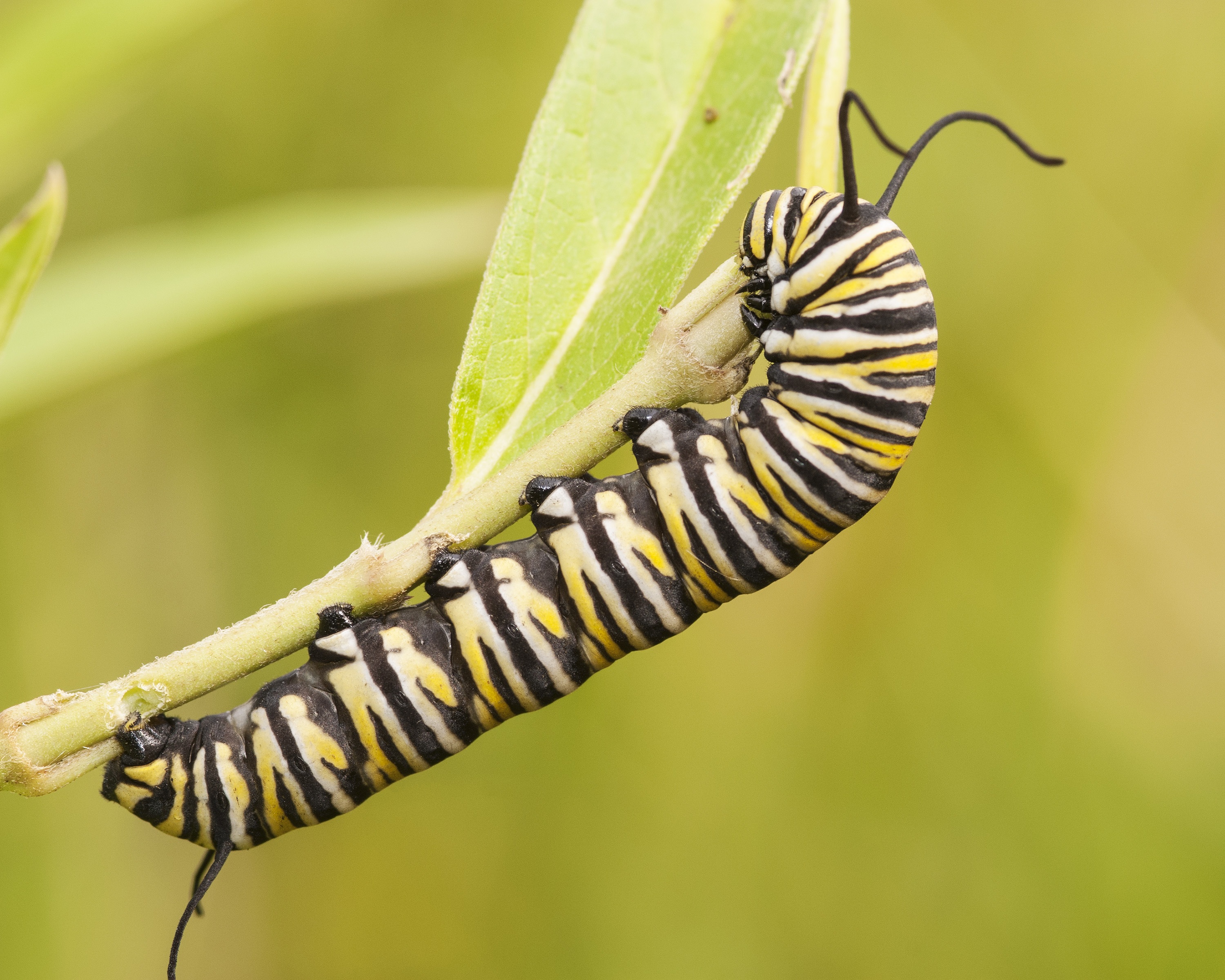 Caterpillar Hd - HD Wallpaper 