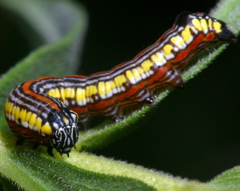 Click Here To Open A New Window With This Photo In - Black And Yellow Caterpillar With Red Stripe - HD Wallpaper 