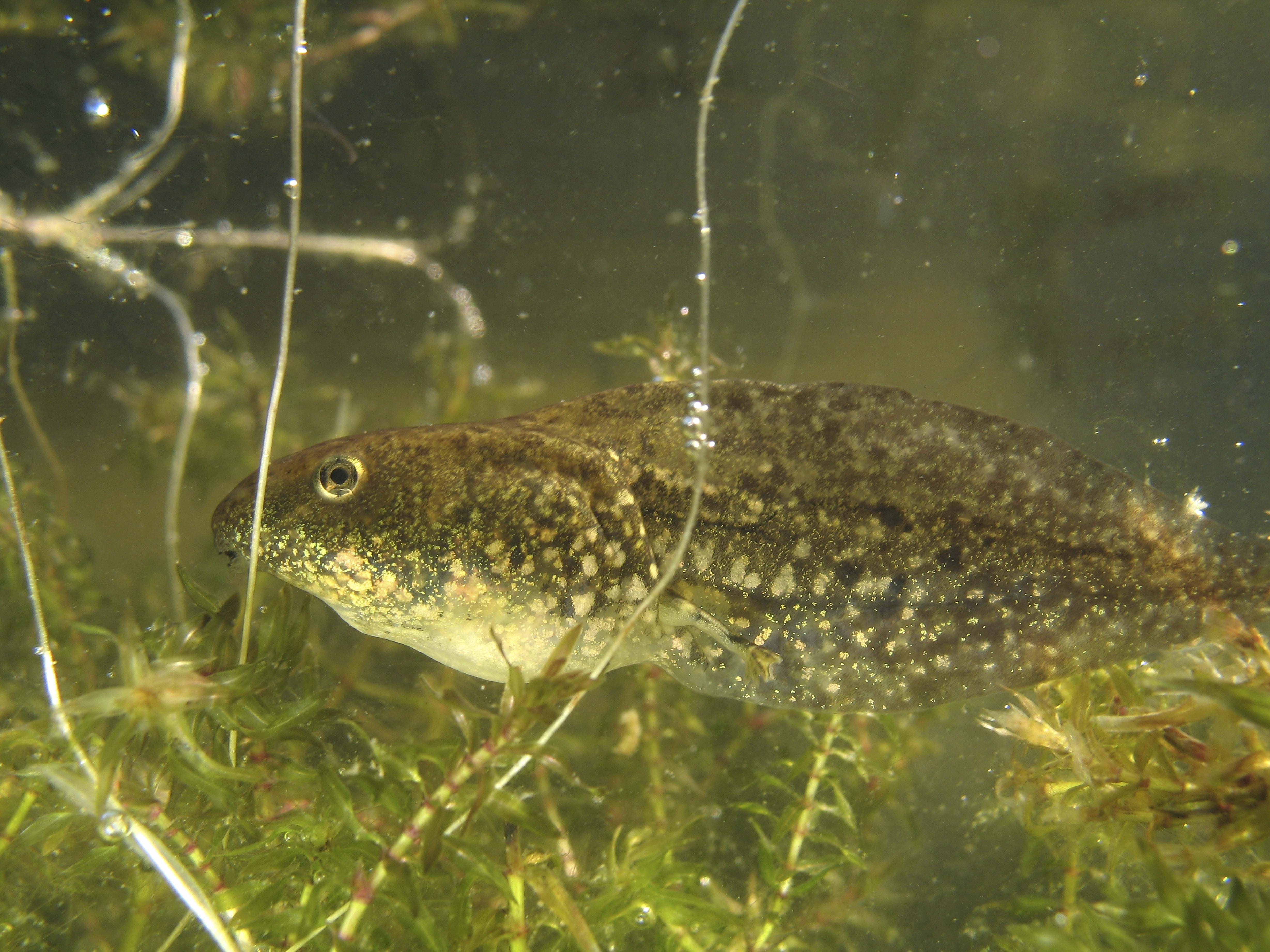 Tadpole, Larva, Frog - Wallpaper - HD Wallpaper 