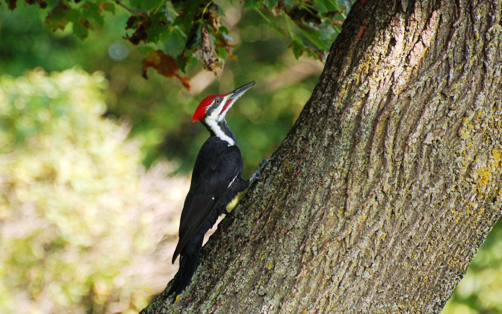 Woodpecker Wallpaper Hd - HD Wallpaper 