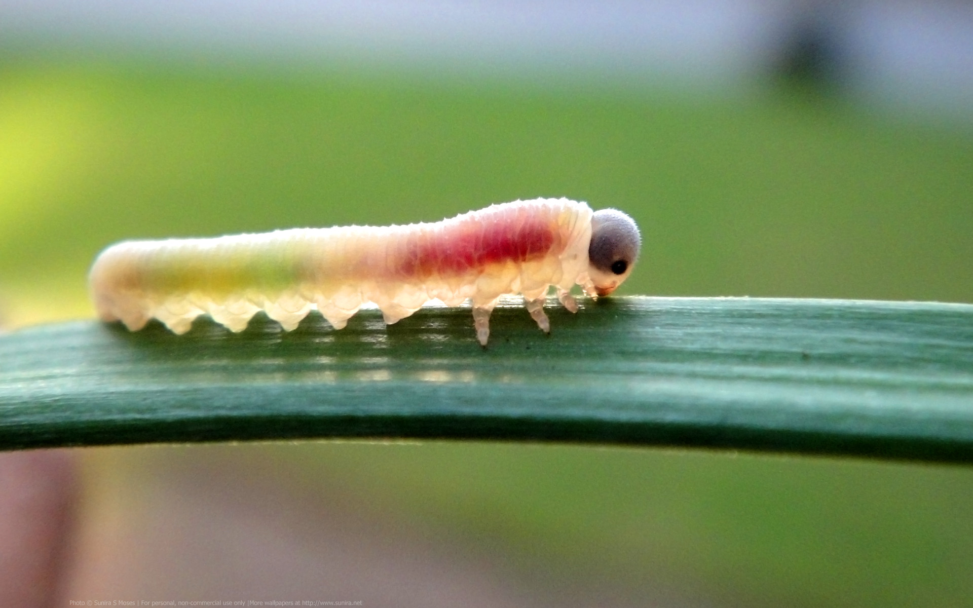 Wallpaper - Caterpillar - HD Wallpaper 
