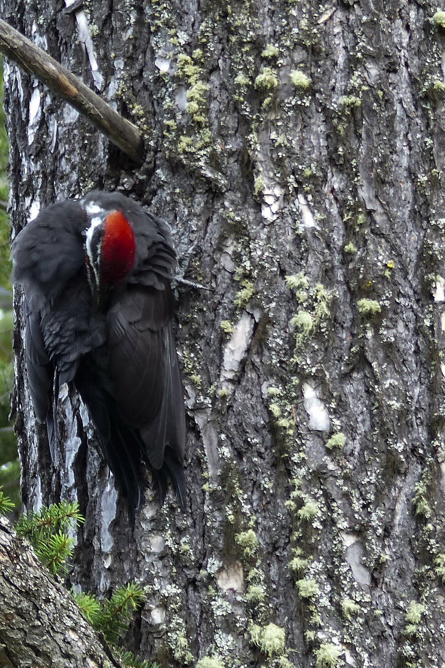 Red Headed, Woodpecker, Woody, Animal, Nature, Bird, - Woodpecker - HD Wallpaper 